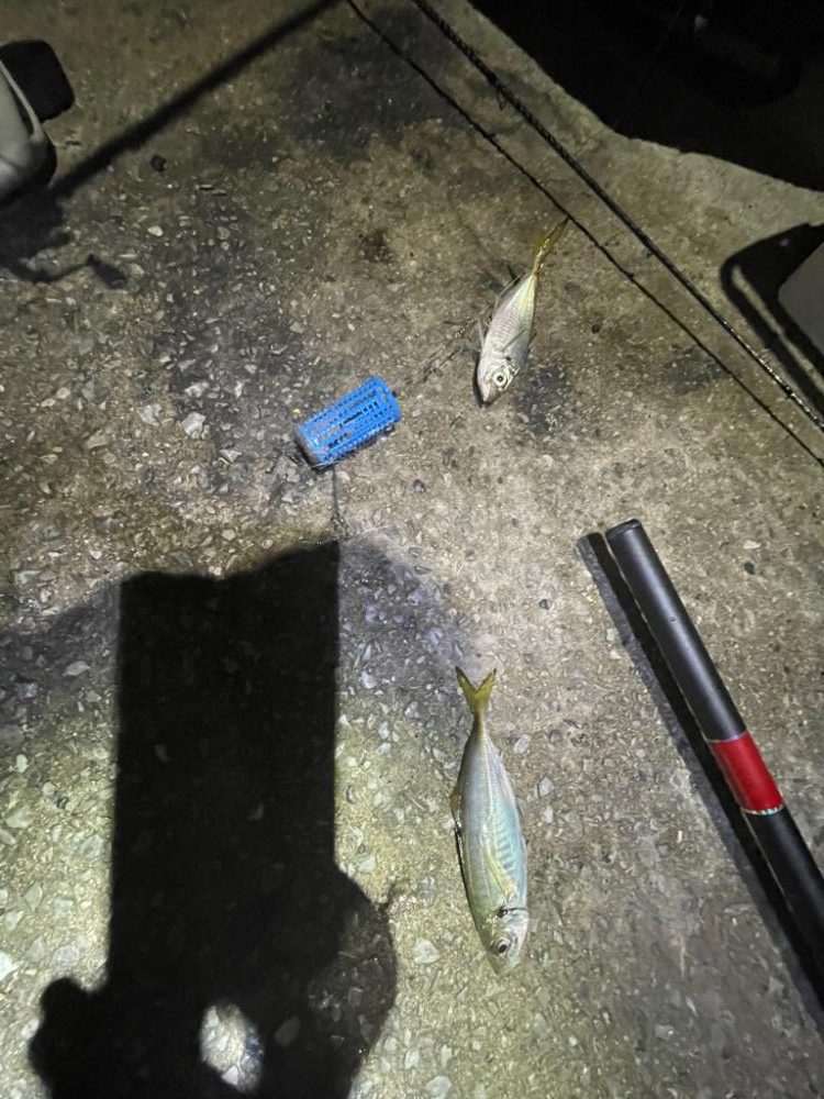 イカフック　成功🦑