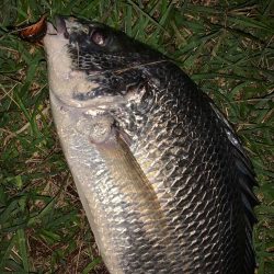 淀川のチニング