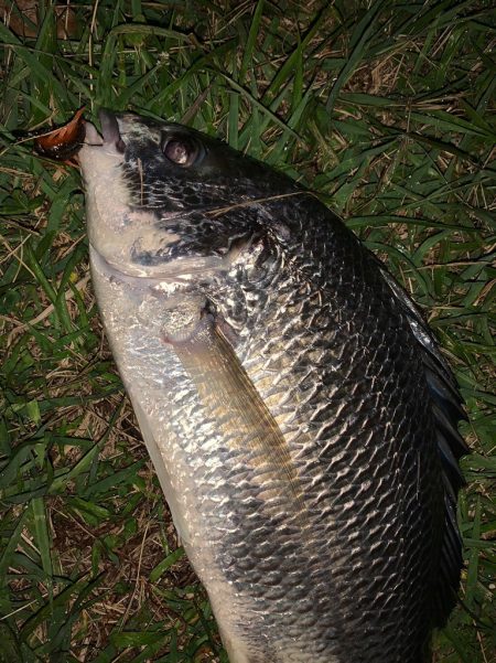 淀川のチニング