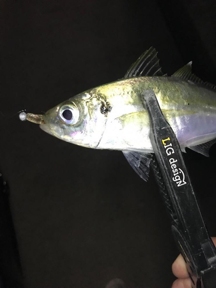 水道エリアのアジング