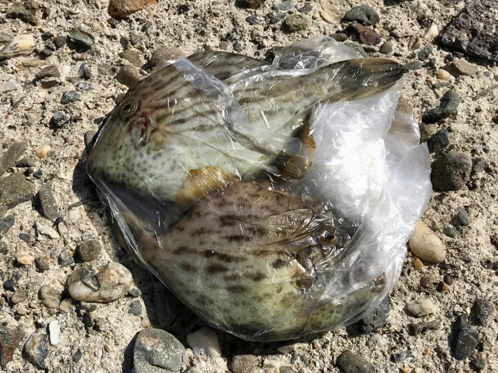 アジング・カワハギ餌釣り