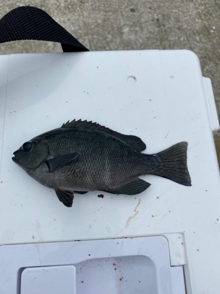 五目釣りチャレンジ