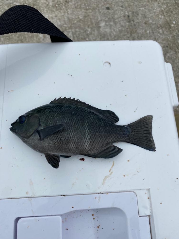 五目釣りチャレンジ