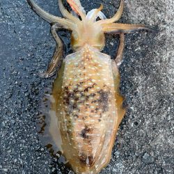 2023 佐渡ヶ島エギング 29回目【10月12日】