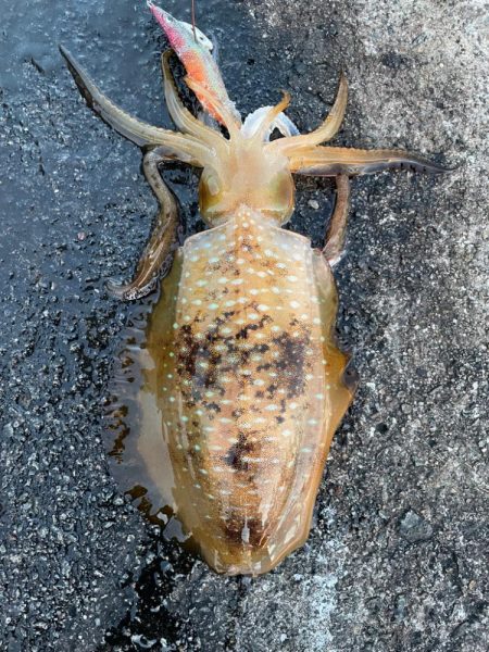 2023 佐渡ヶ島エギング 29回目【10月12日】