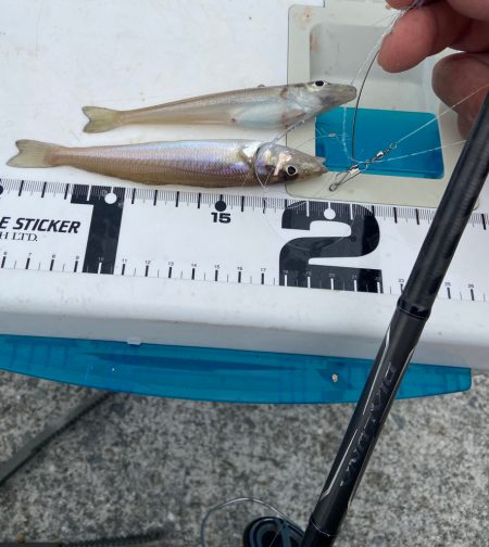 ちょい投げシロギスタの激シブキス