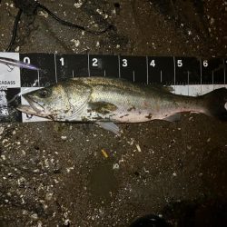 メモリアルフィッシュ