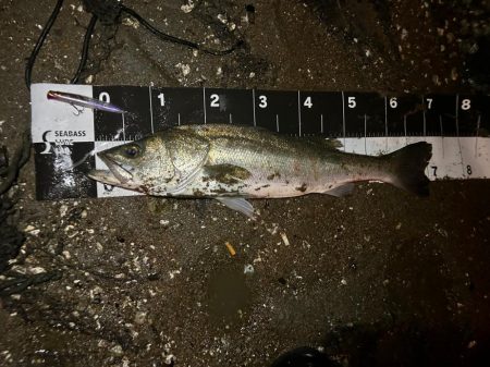 メモリアルフィッシュ