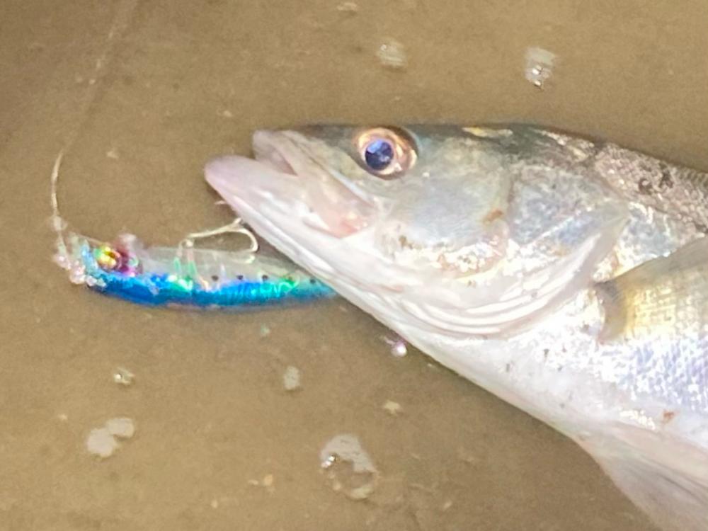 シーバスフィッシング