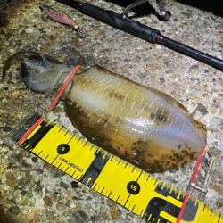 潮が良いとイカのサイズもUP＼(^o^)／…