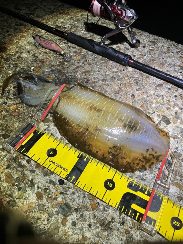 潮が良いとイカのサイズもUP\(^o^)/