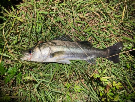 シーバスフィッシング