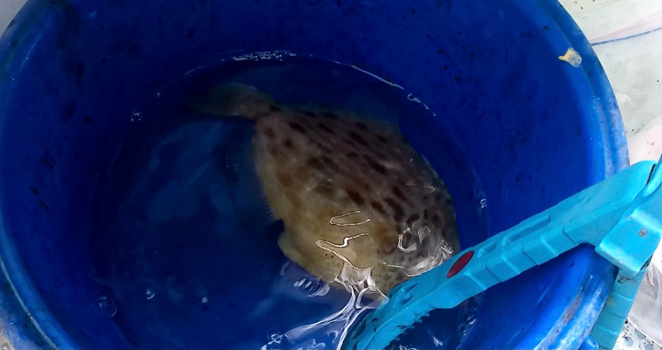 カワハギ渋かった