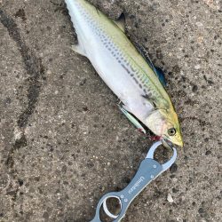 ⭐️マイワシが…