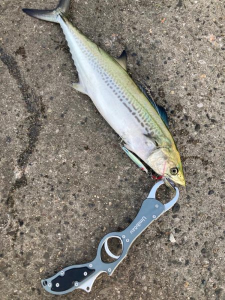 ⭐️マイワシが…