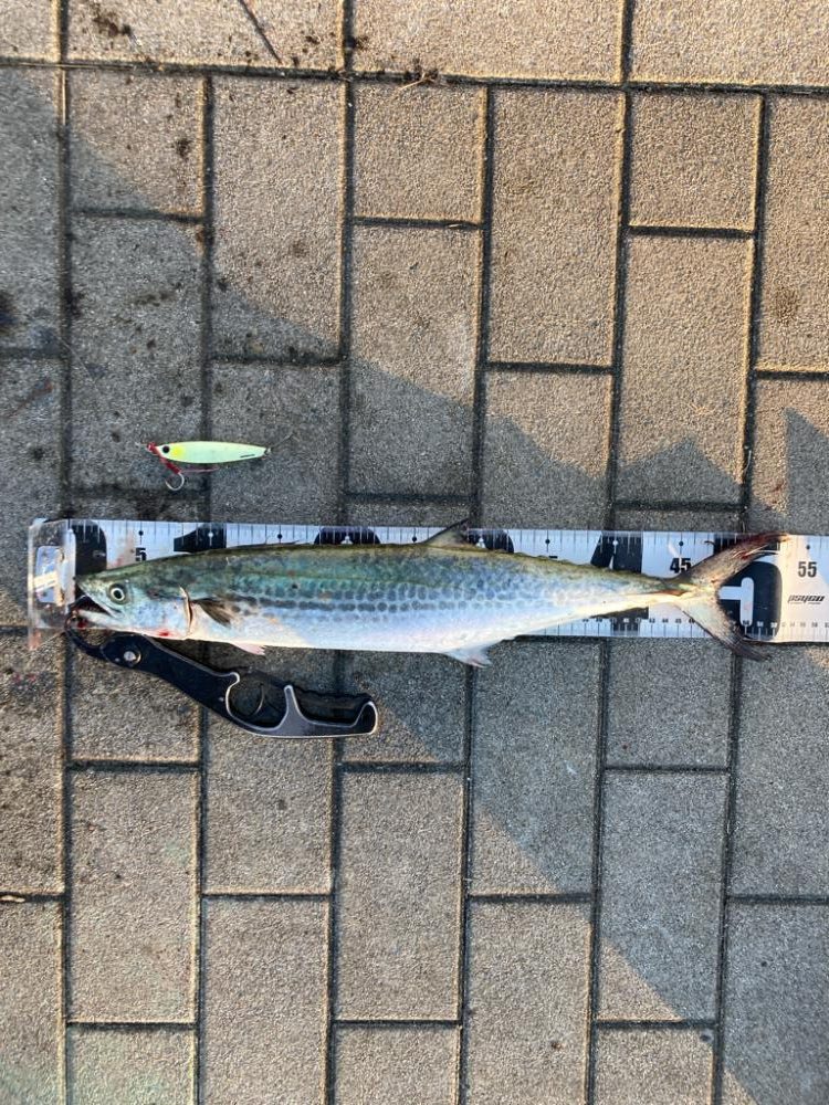 湾奥コスモ。青牙ハットトリック。。。