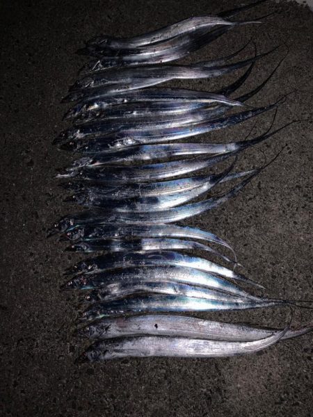 タチウオ 爆発！