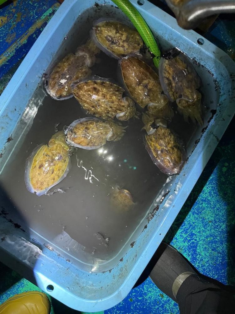 ビックベイトノマセ