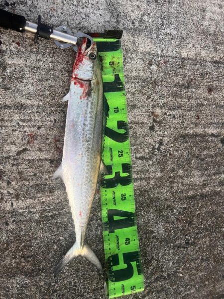 筆頭竿ガシラ!!!