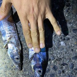 タチウオ朝練