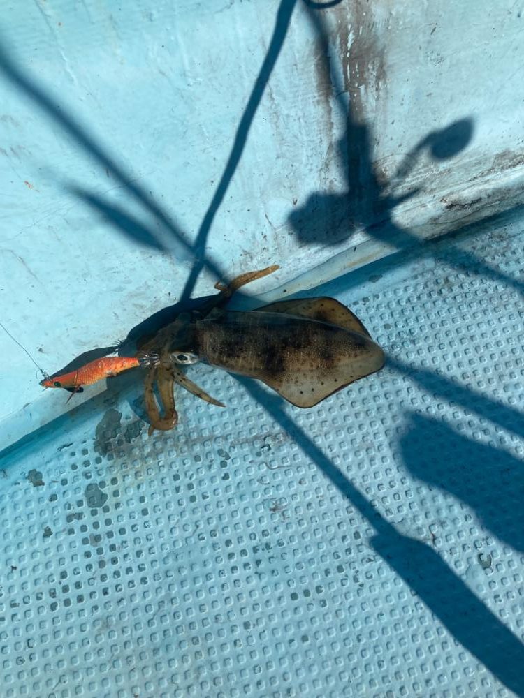 ボートエギング