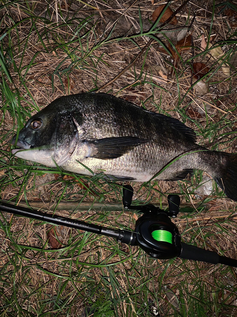 念願の淀川の年無しチヌをゲット