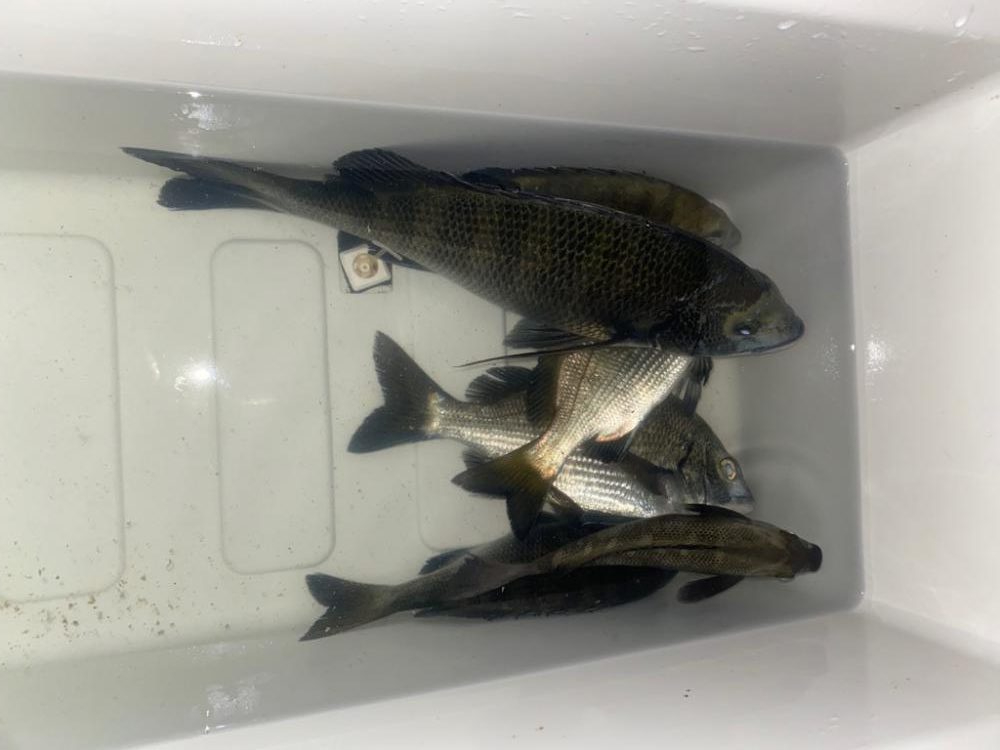 ダンゴ釣りのデビュー