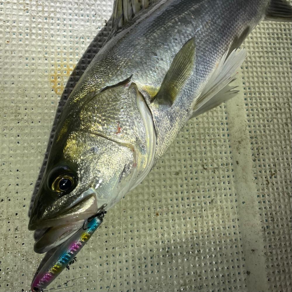 ボートシーバス