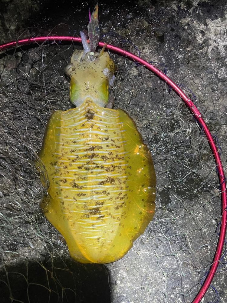 2023 佐渡ヶ島エギング 41回目【10月27日】