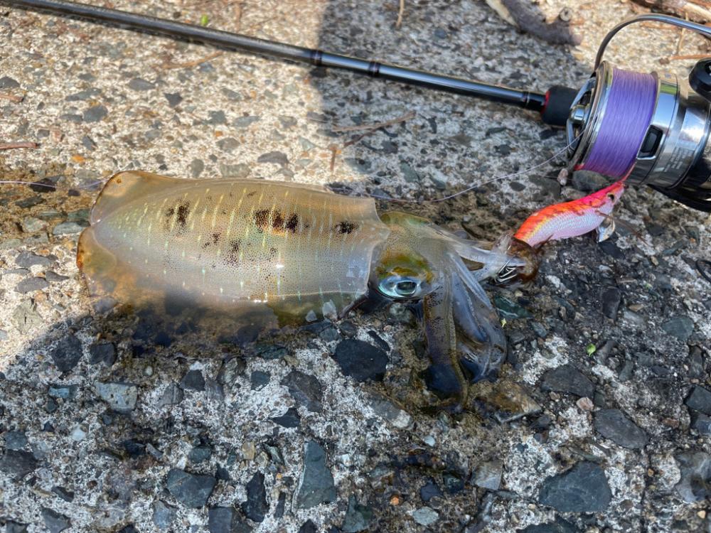 プチラッシュ！