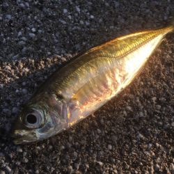 青物はまだかまだか