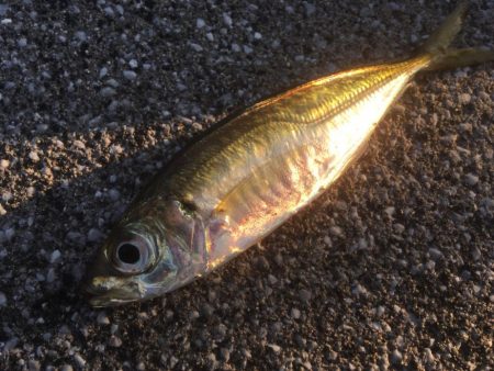 青物はまだかまだか