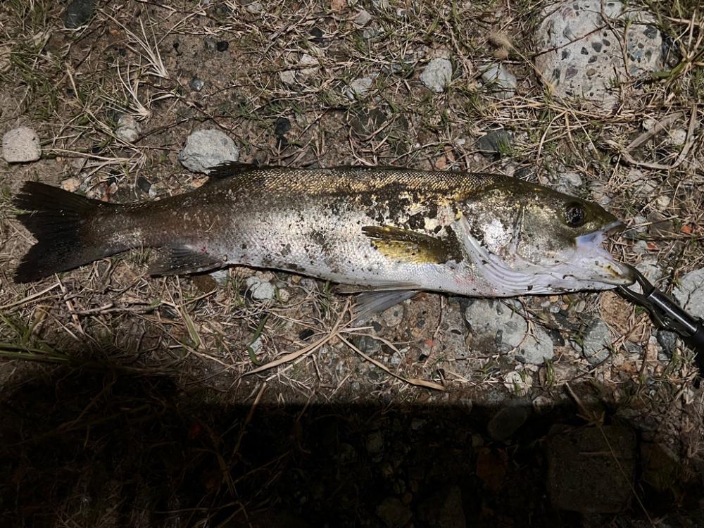 やる気シーバス