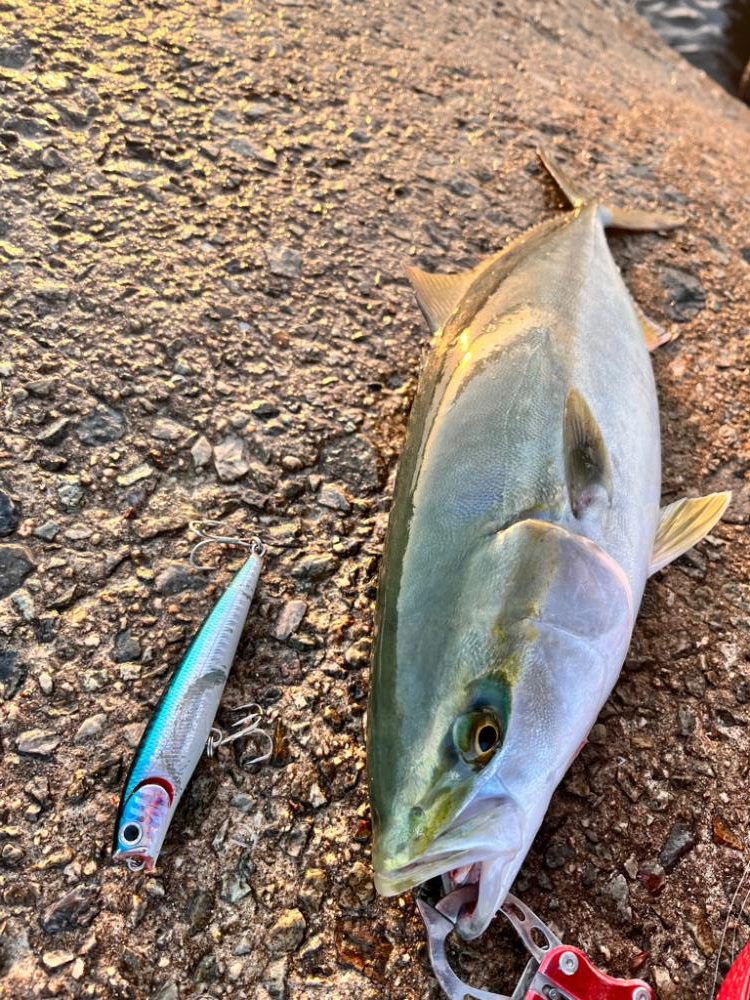 ヒラメとハマチ