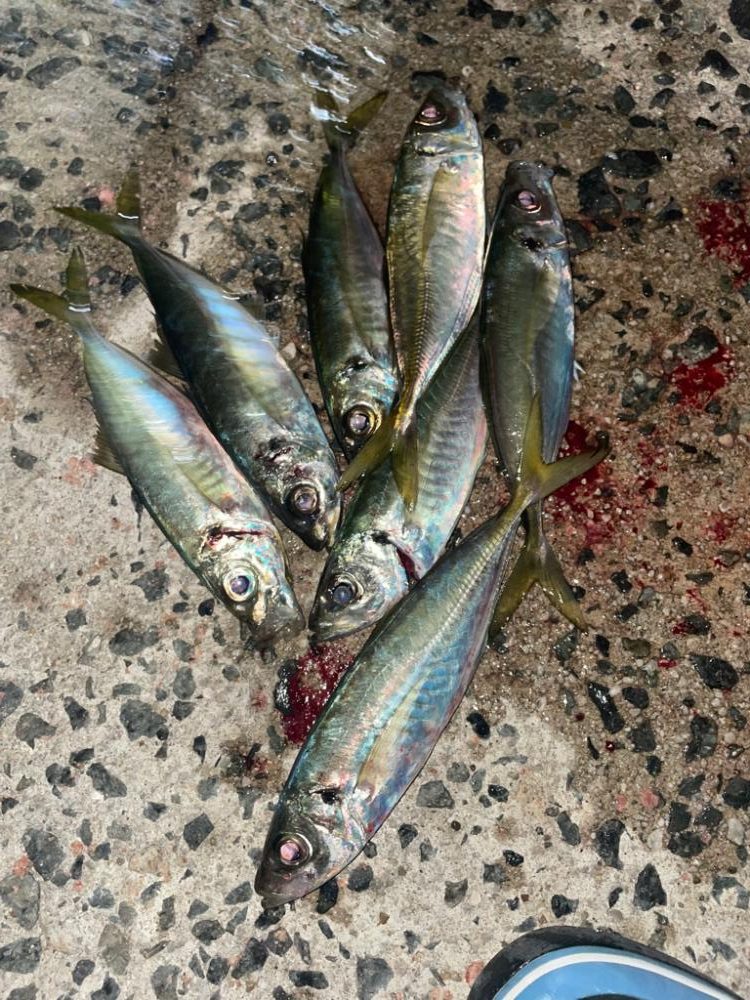 夕まずめも釣れました!