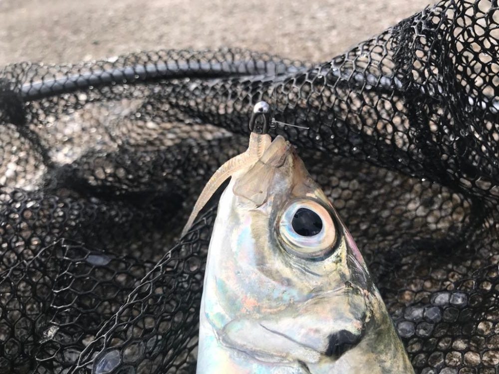 朝マズメ終わりに….