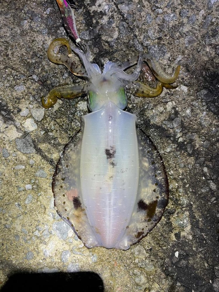 2023 佐渡ヶ島エギング 36回目【10月21日】