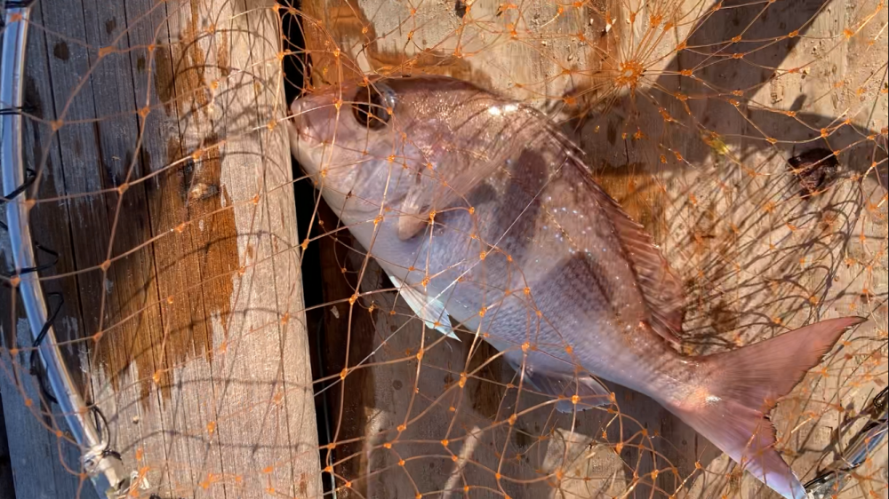 初牡蠣筏フカセ釣り！