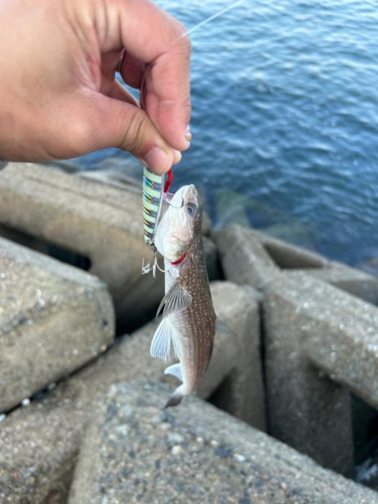 ショアジギングとライトゲーム