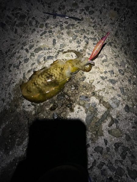 バクフウとウネリ