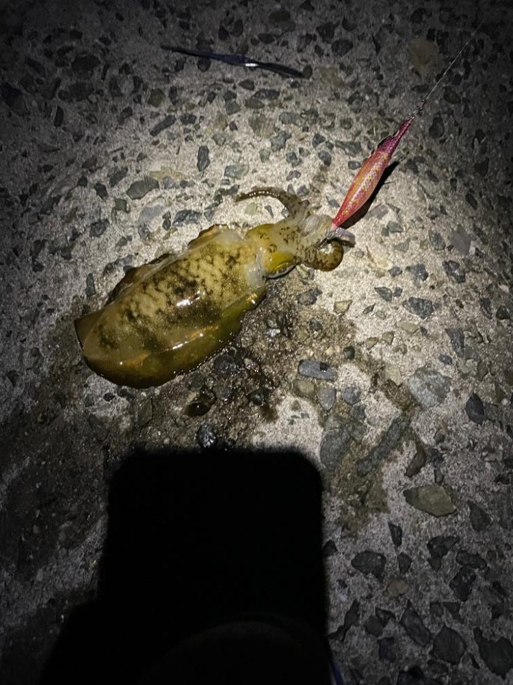 バクフウとウネリ