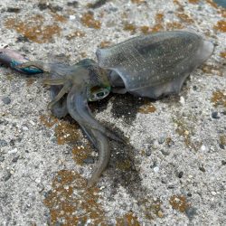 今年初エギング