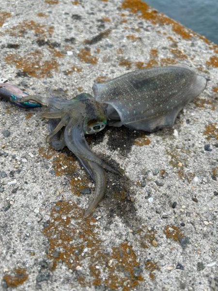 今年初エギング