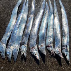 相変わらずのバラシ。