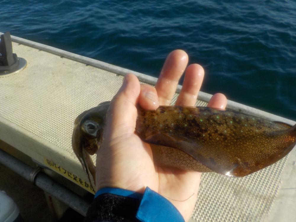 初アオリ・カワハギリレー船〜盛和丸〜