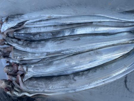船上太刀魚テンヤ釣り
