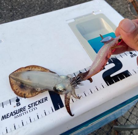 地味に初烏賊、ちょい投げシロギスタの二刀流…