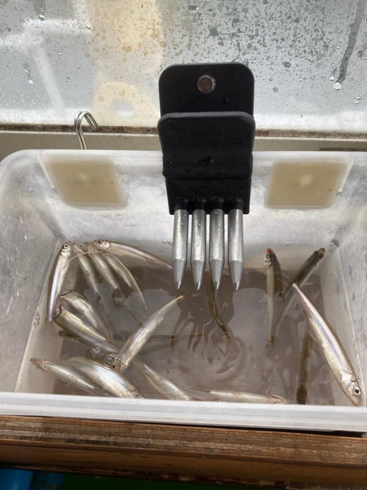 ワカサギドーム船