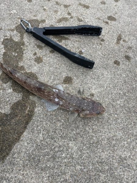 イワシの群れ現れる