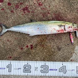 サゴシ祭りは何処へ、、、